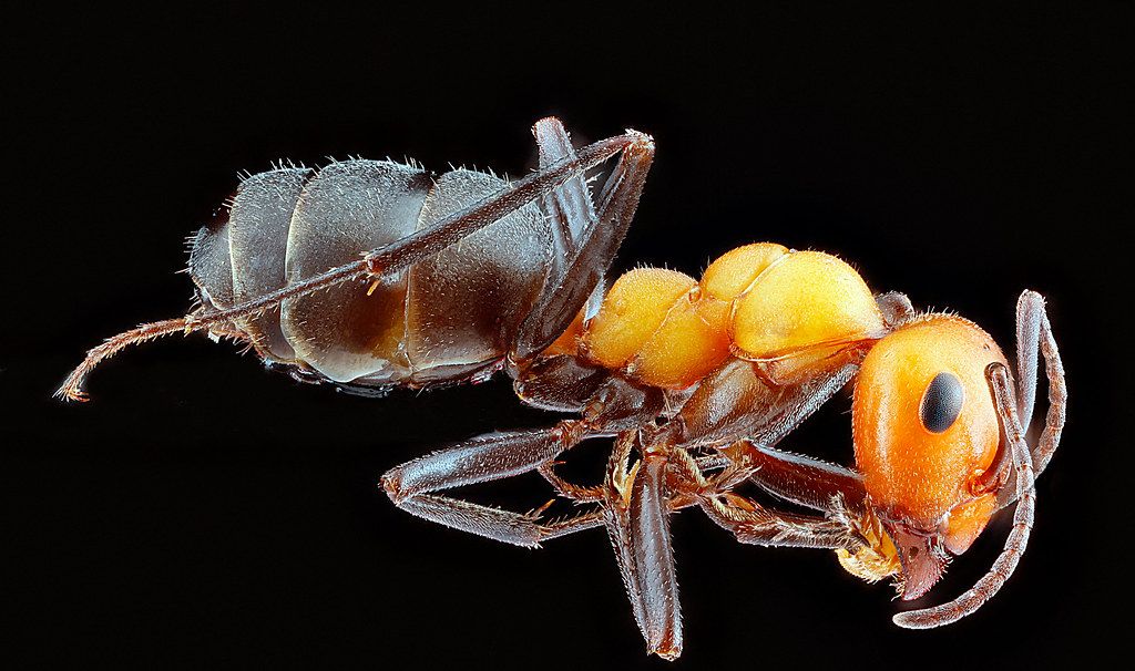 Ant Control service in Columbia, MO