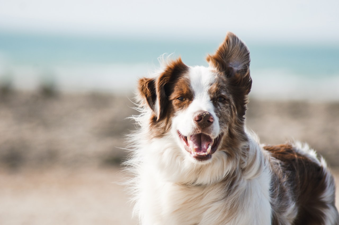 Flea & Tick Control service in Columbia, MO