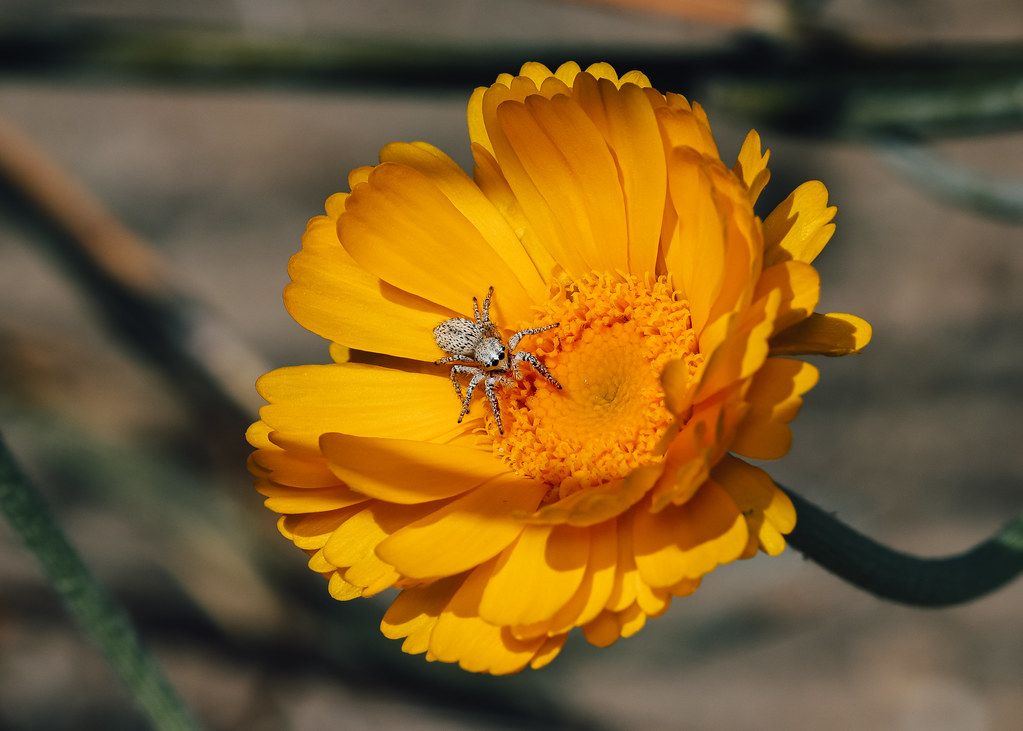 Spider Control service in Columbia, MO